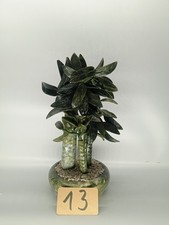 Edelstein Bonsai Jade Baum