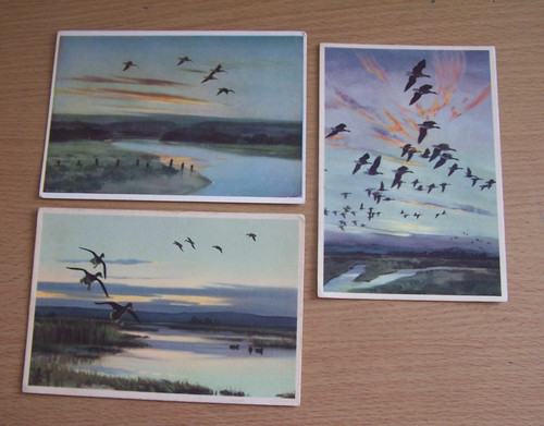 Peter scott vintage - 3, vogel