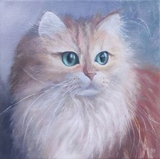 British longhair original - longhair,