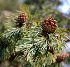 Pinus sylvestris - Waldkiefer