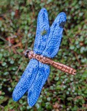 filigrane Libelle blau