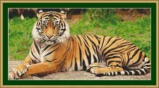Tiger Kreuzstich Set