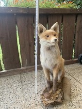 Ausgestopfter Fuchs