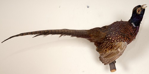 Schöner jagdfasan pheasant - schöner,