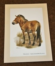 WILDPFERD * Equus przewalskii   * Kunstdruck, Poster, Bild, Dekoration