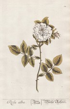 Rose Rosa rose Rosea