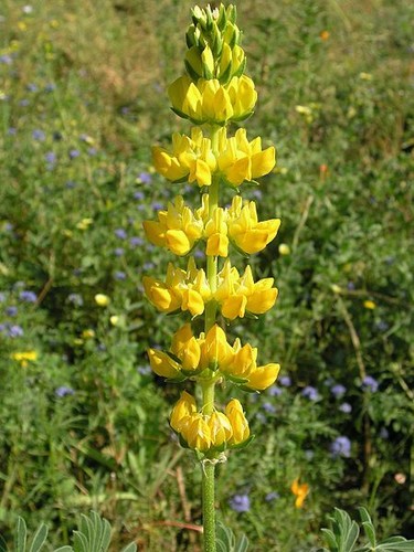 100 samen lupinus luteus - lupinus, l.