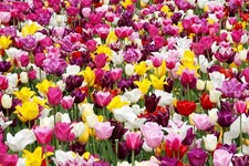 Mix stück tulipa - stück,