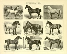 Pferde Rassen Araber Belgier