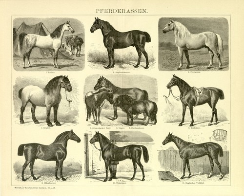 Pferde rassen araber belgier - rassen,
