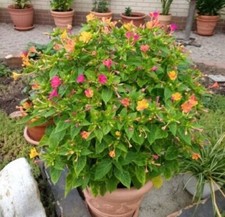 @ (◕‿◕)\@  Mirabilies