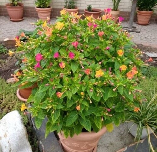 Mirabilies - @,
