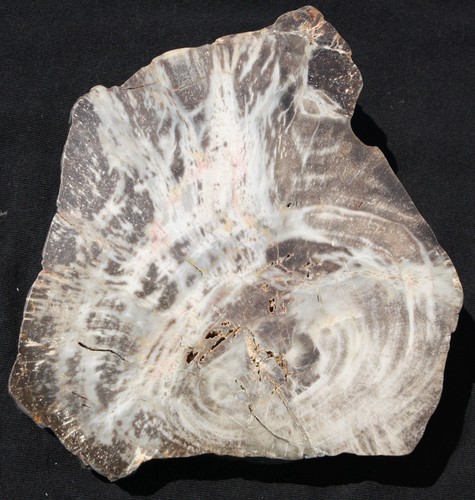 Versteinertes holz aus - versteinertes,