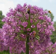 Zwiebeln Rosen-Kugellauch Bienen  Blumenzwiebeln winterhart schnellwüchsig