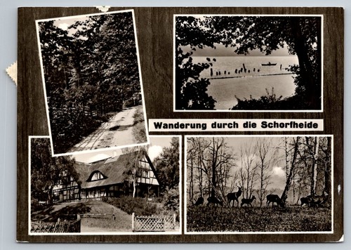Postkarte schorfheide waldweg - postkarte,