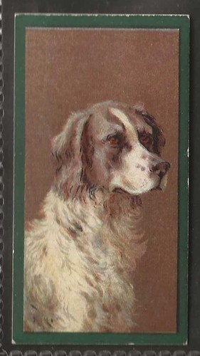 Taddy dogs 1900 english - taddy-dogs, 1900-#15-