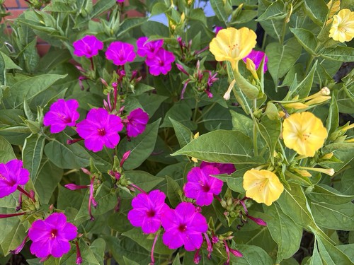 Mirabilis jalapa