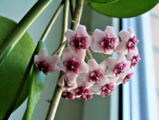 Hoya obovata ableger - obovata,