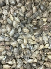 1kg seemandelbaum saatmandeln - 1kg,