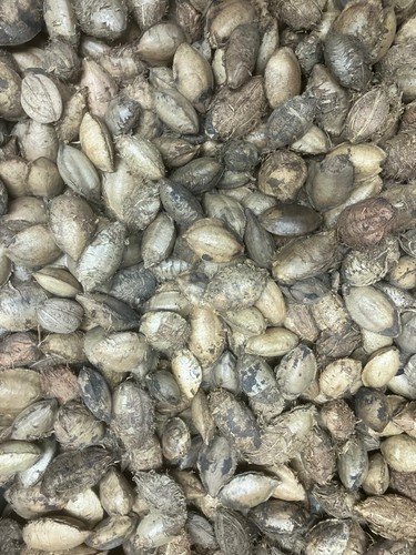 1kg seemandelbaum saatmandeln - seemandelbaum,