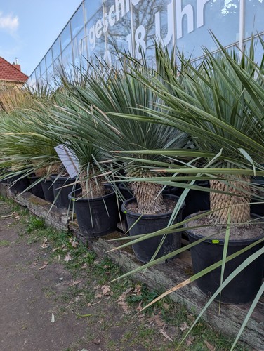 Yucca rostrata 30cm stamm - yucca,