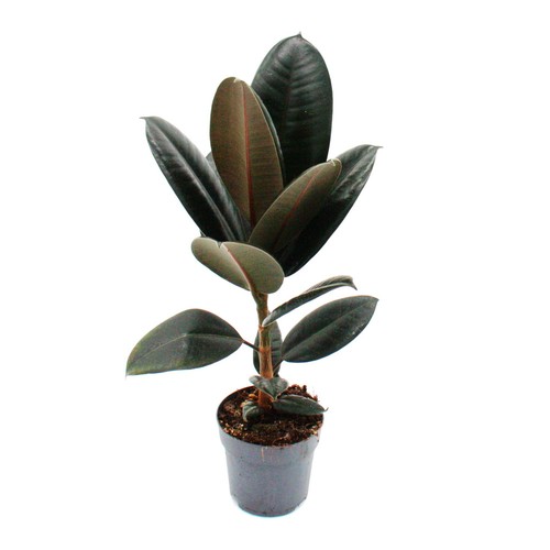 Exotenherz gummibaum ficus - -,