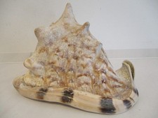 3 große Muscheln/Schnecken-22