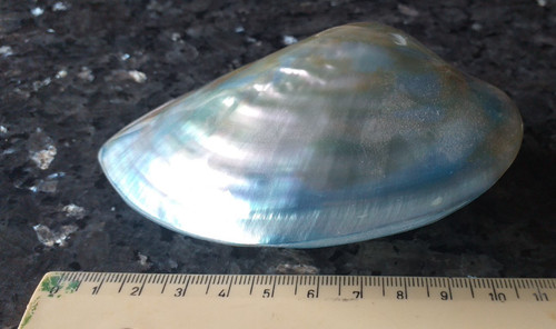 Muschel schnecke perlmut - muschel,