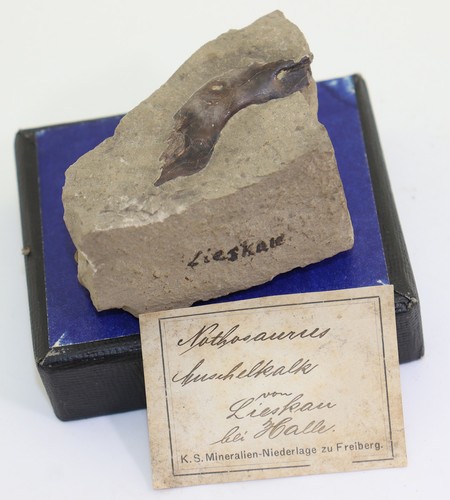 Knochen nothosaurus sp - knochen,,