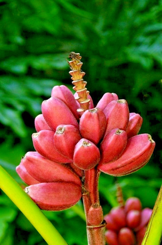 Samen der rosa - rosa, kenia