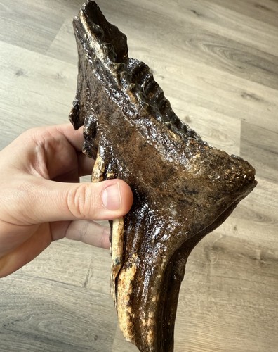 Fossiler mammut zahn - mammut,