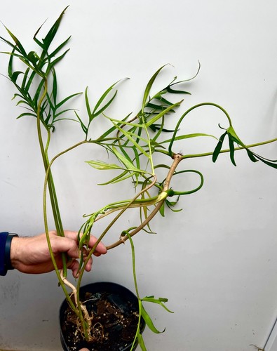 Philodendron polipodioides