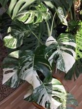Schöne große Monstera