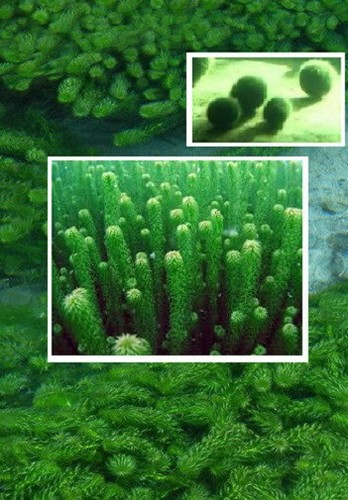 Elodea teichpflanzen set - elodea,