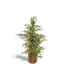 Ficus benjamina Twilight –