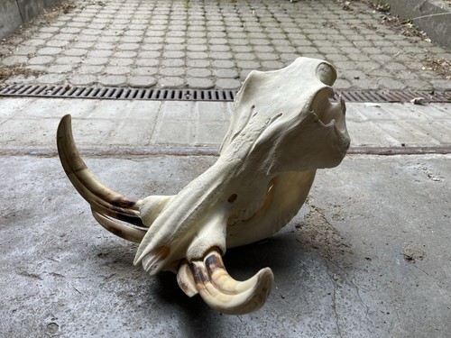 Warzenschweinkeiler/Ganzer