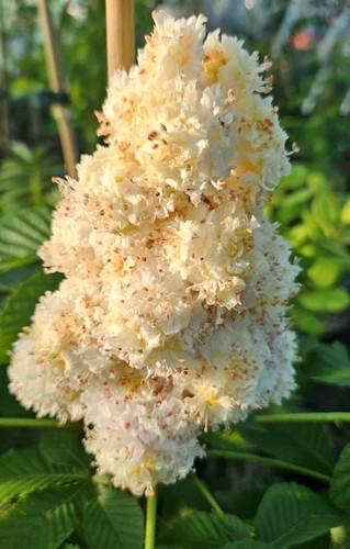 Aesculus hippocastanum