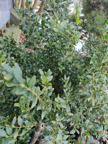 Gewöhnlicher buchsbaum buxus - buchsbaum, (buxus