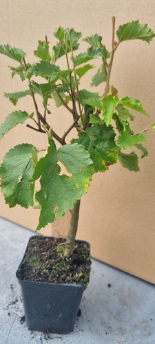 Bonsai birkenbaum - bonsai,,