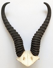 Springbockhörner Springbock Hörner echte Tierhörner Geweih Trophäe #2006-07