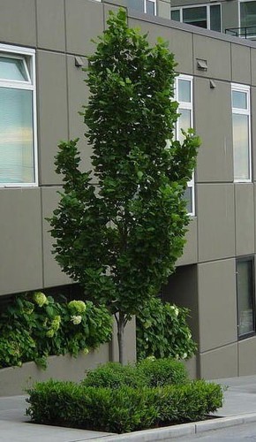 Säulen-Tulpenbaum