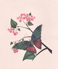 Schmetterling mit Pflanze