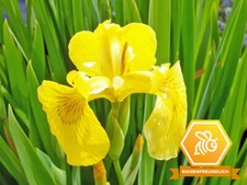 Schwertlilie gelb iris - |,