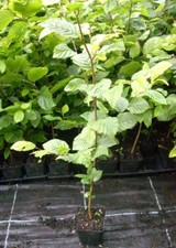 1 x Weißbuche - Hainbuche Hecken-Pflanzen im Topf 35-50 cm