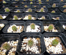 San pedro kaktus - 3x,
