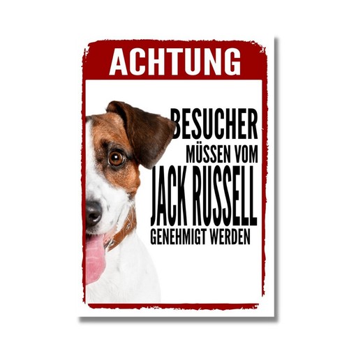 Jack russell terrier - jack,