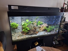 Komplettes Aquarium 300 Liter Süsswasser mit Pflanzen und Fische