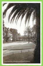AK Insel Mainau (922), Phönix-Palme, gelaufen 1935