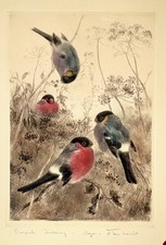 "Dompfaffen" original