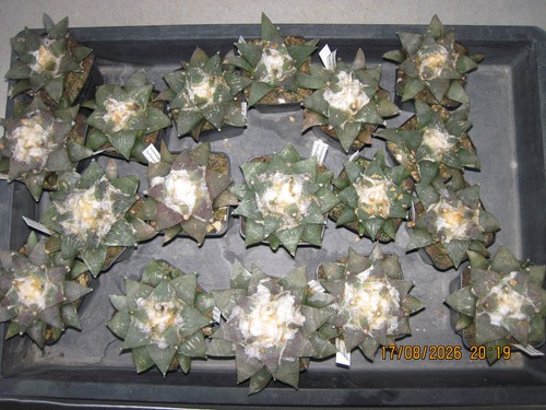 Ariocarpus retusus furfuraceus